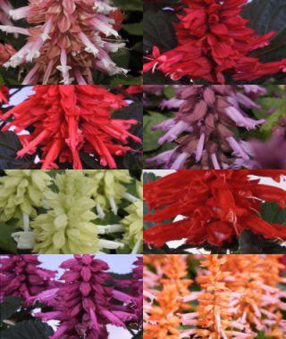 The Amore Salvia Mixture 