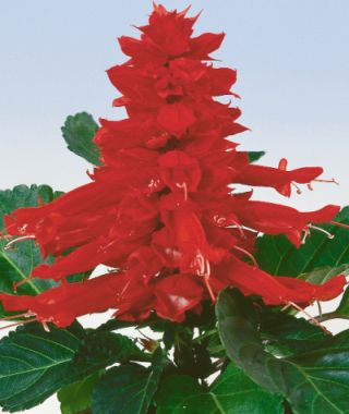 Amore Scarlet Salvia 