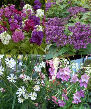 The Sensuous Scents Garden