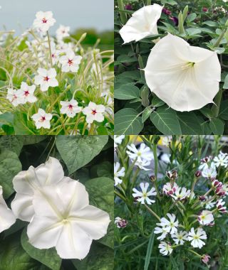 The Setting the Mood Garden