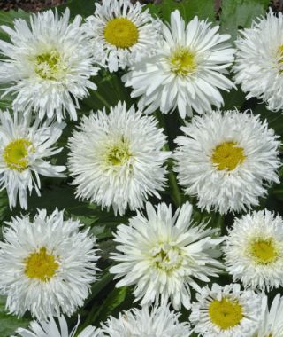 Crazy Daisy Shasta Daisy 