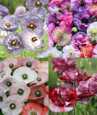 The Shirley Poppy Sampler