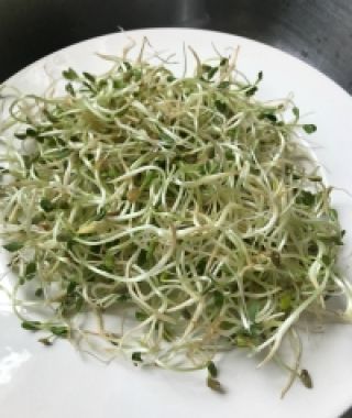 Fenugreek Sprouting Seed