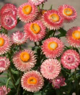 The Salmon Shades Strawflower Mixture 