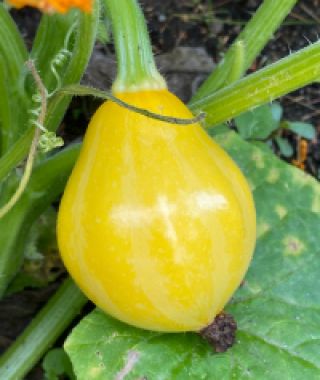 Lemon Summer Squash