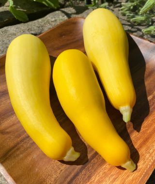 Smooth Criminal Straightneck Summer Squash