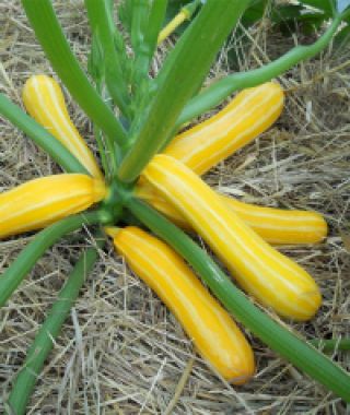 Sunstripe Zucchini
