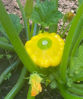 Y-Star Pattypan Squash