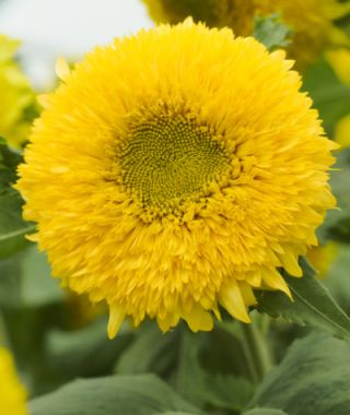 Gummy Bear Sunflower