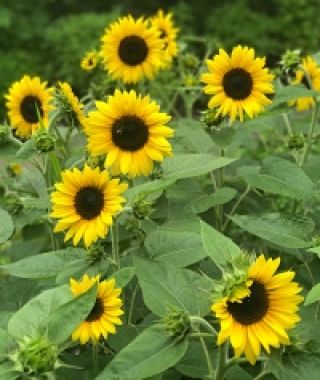 Junior Dwarf Sunflower