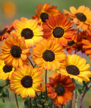 Soluna Bronze Sunflower 