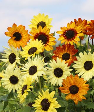 The Soluna Sunflower Mixture 