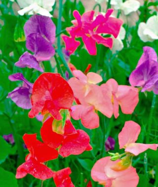 The Mammoth Sweet Pea Mixture