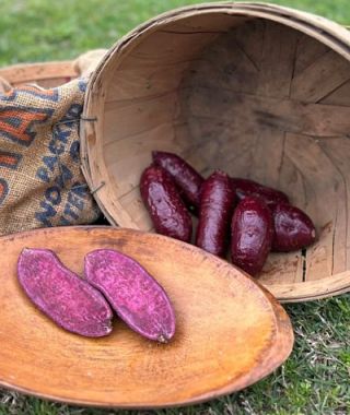 Purple Passion Sweet Potato
