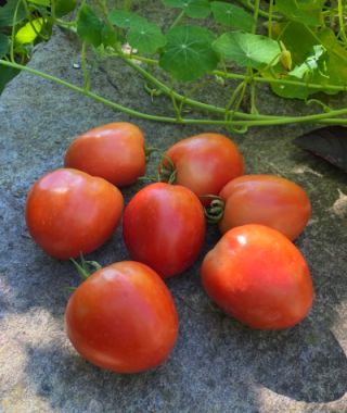 Marinara Plum Tomato 