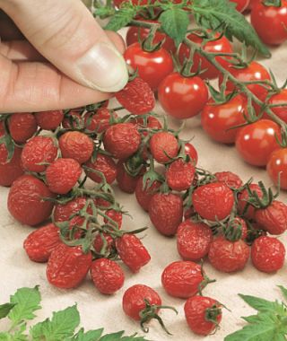 Sun Dried Cherry Tomato 