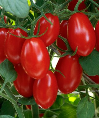 Sweet Hearts Grape Tomato 