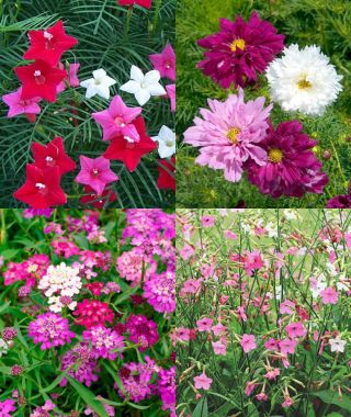 The Valentine Candy Garden