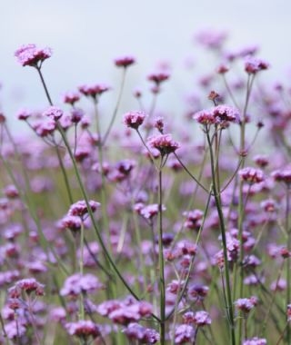 Verbena bonariensis Vanity
