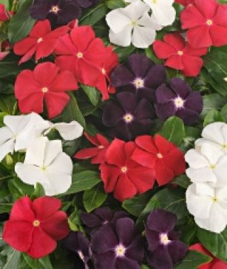 The American Pie Vinca Mixture
