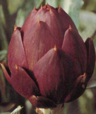 Violetto di Romagna Artichoke