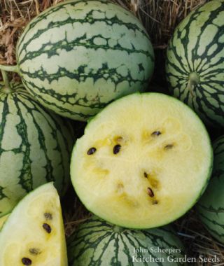 Petite Yellow Watermelon