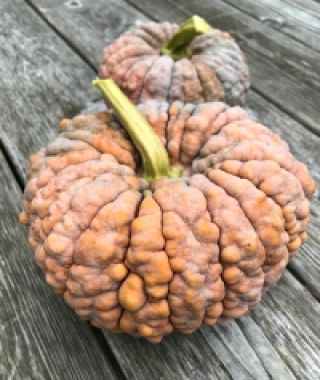 Futtsu Black Early Winter Squash