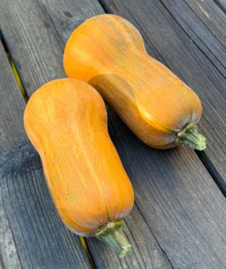 Honey Nut Mini Butternut Squash