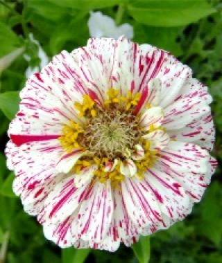 The Peppermint Stick Zinnia Mixture