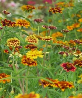 The Persian Carpet Zinnia Mixture