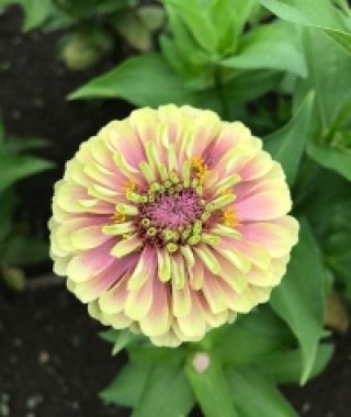 Queen Blush Lime Zinnia