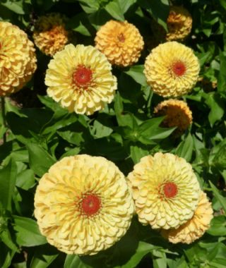 Queen Lemon Peach Zinnia
