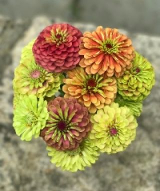 The Queen Lime Zinnia Mixture