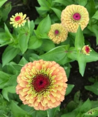 Queen Orange Lime Zinnia