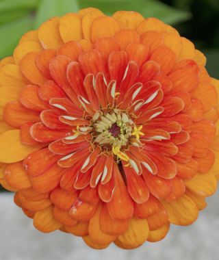 Queen Pure Orange Zinnia