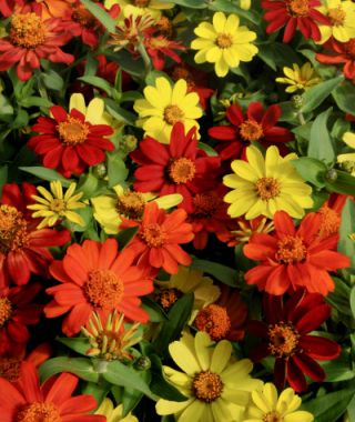 The Zahara Bonfire Zinnia Mixture 