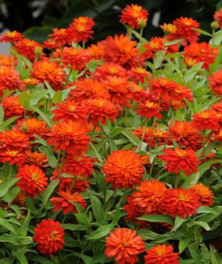 Zahara Double Fire Zinnia