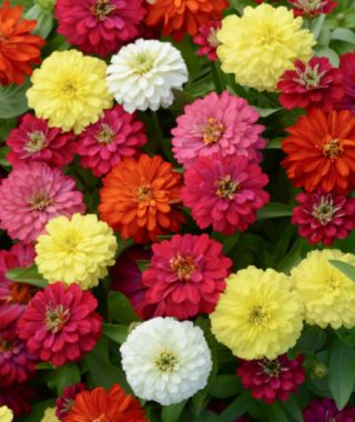 The Double Zahara Zinnia Mixture 