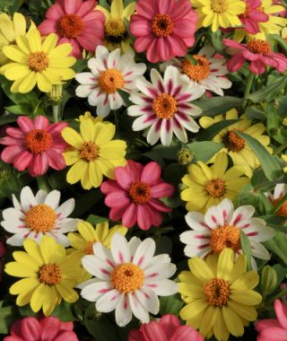 The Zahara Raspberry Lemonade Zinnia Mixture