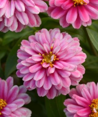 Zahara Double Raspberry Ripple Zinnia 
