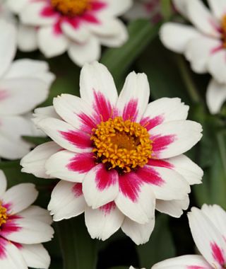 Zahara Starlight Rose Zinnia 
