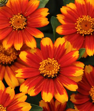 Zahara Sunburst Zinnia