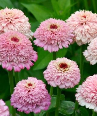 Zinderella Lilac Zinnia