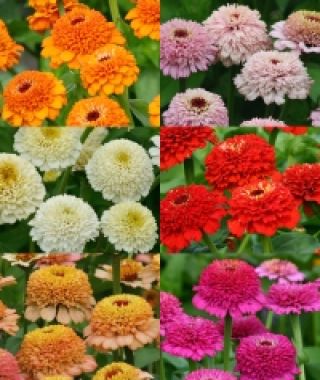 The Zinderella Zinnia Mixture