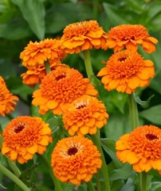 Zinderella Orange Zinnia