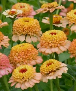 Zinderella Peach Zinnia