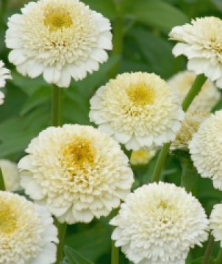 Zinderella White Zinnia