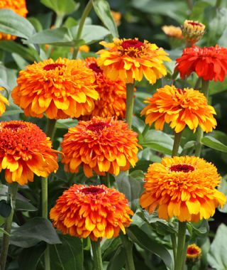 Zinderella Zest Zinnia