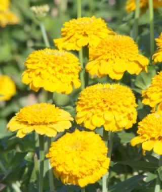 Zinderella Yellow Zinnia