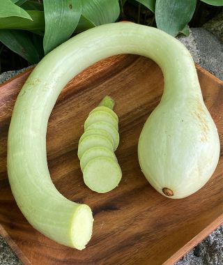 Zucchetta Trombolina Zucchini
